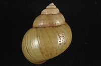 藏品(圓田螺)的圖片